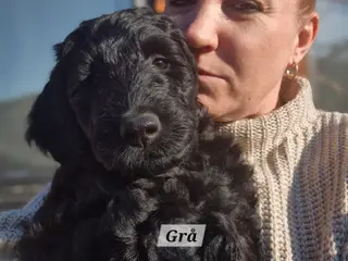 F1B Labradoodle 1 hun tilbage