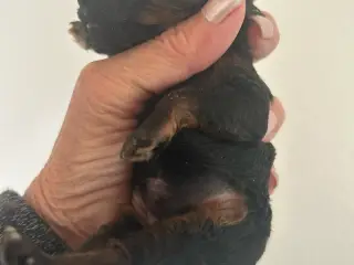 Toy/ dværg puddel hvalpe - 3