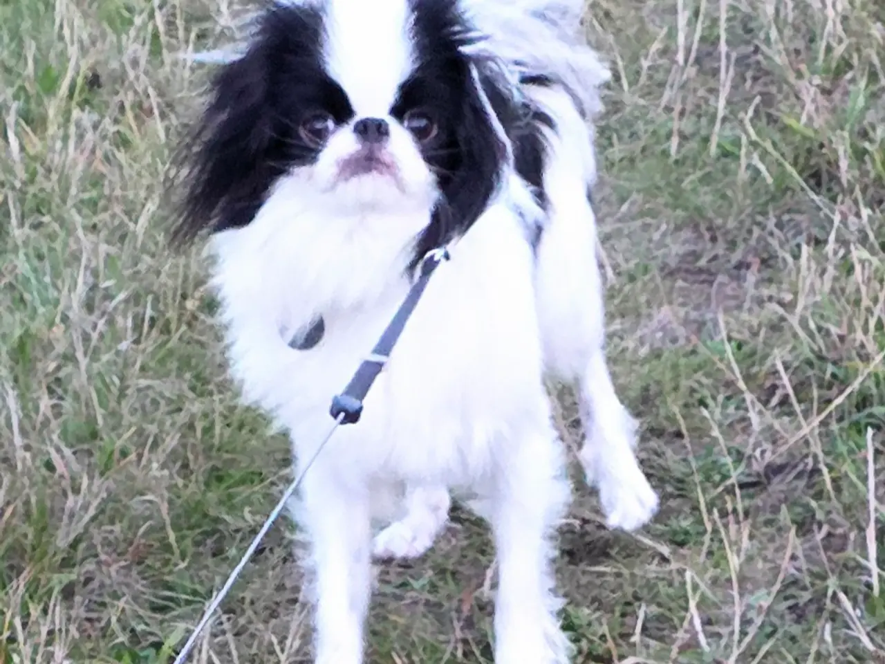Billede 6 - Hvalpe japanese Chin 