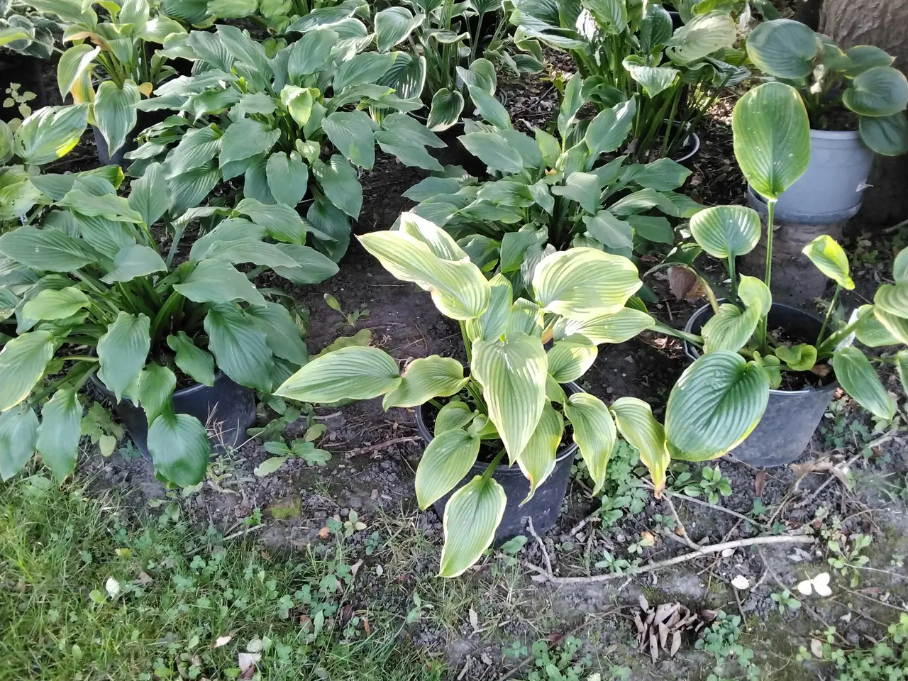 Billede 8 - Store Hosta. Nå dit hosta bed skal se ud af noget