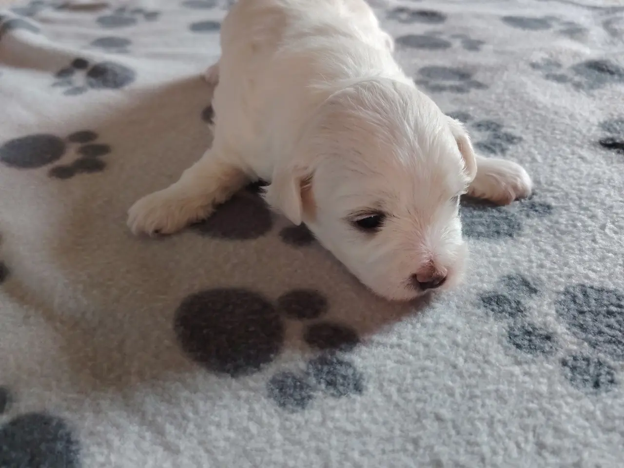 Billede 5 - bichon havanesse hvalpe