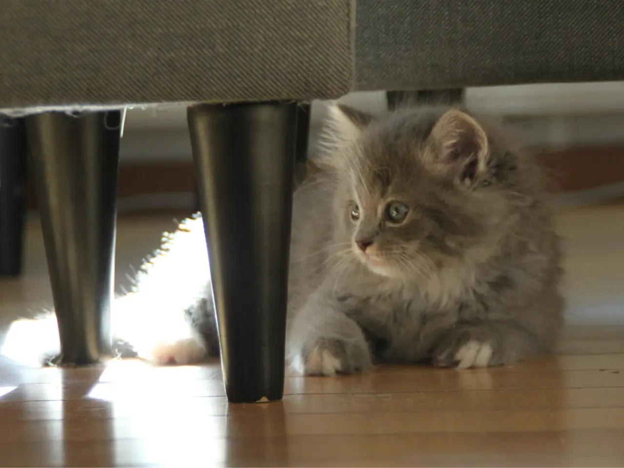 Billede 17 - Lækre 3/4 Ragdoll +1/4 perser killinger, katte