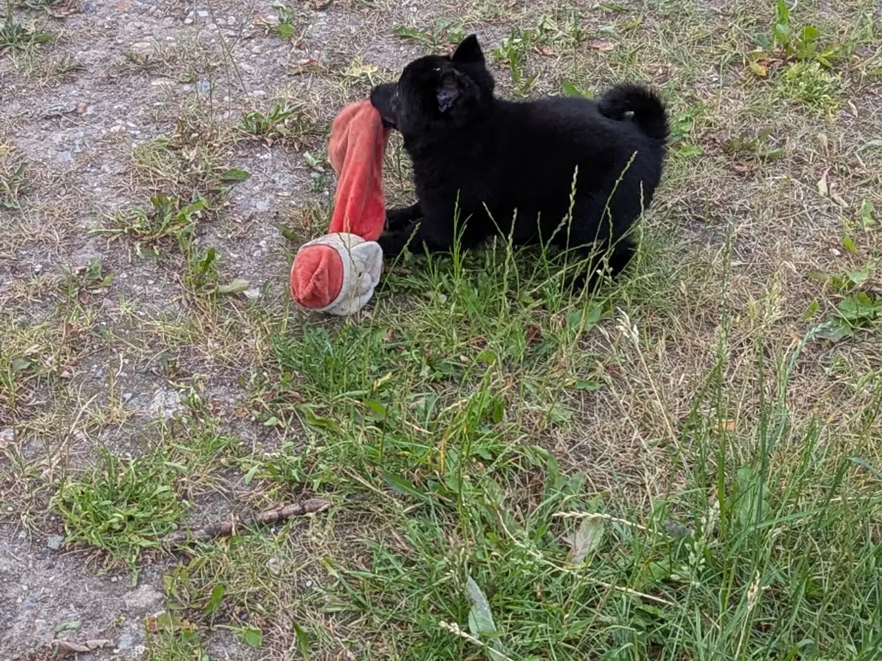 Billede 3 - Schipperke hvalp 