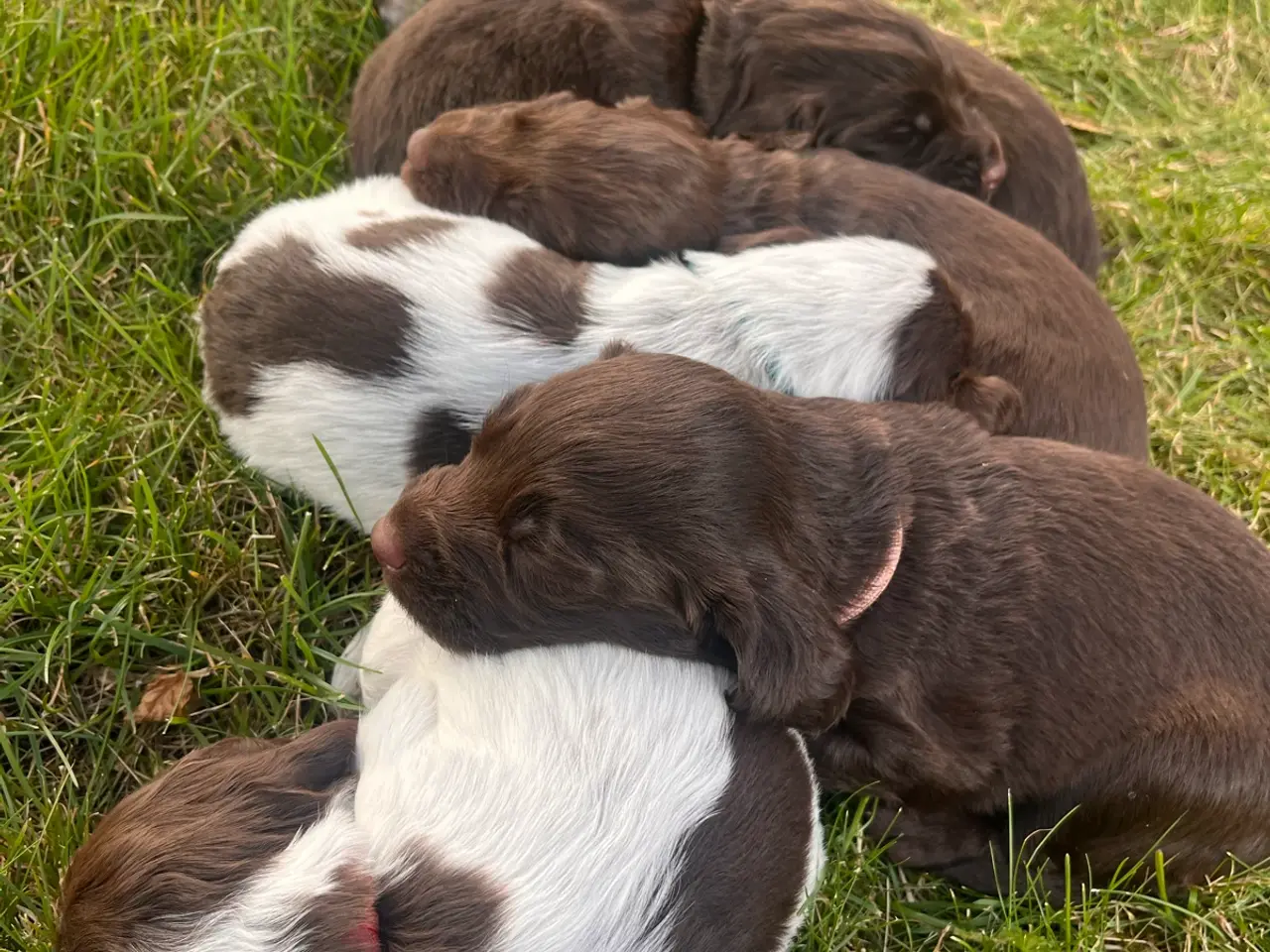 Billede 3 - 🐾 8 skønne hvalpe søger deres nye hjem 🐾