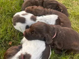 🐾 8 skønne hvalpe søger deres nye hjem 🐾 - 3