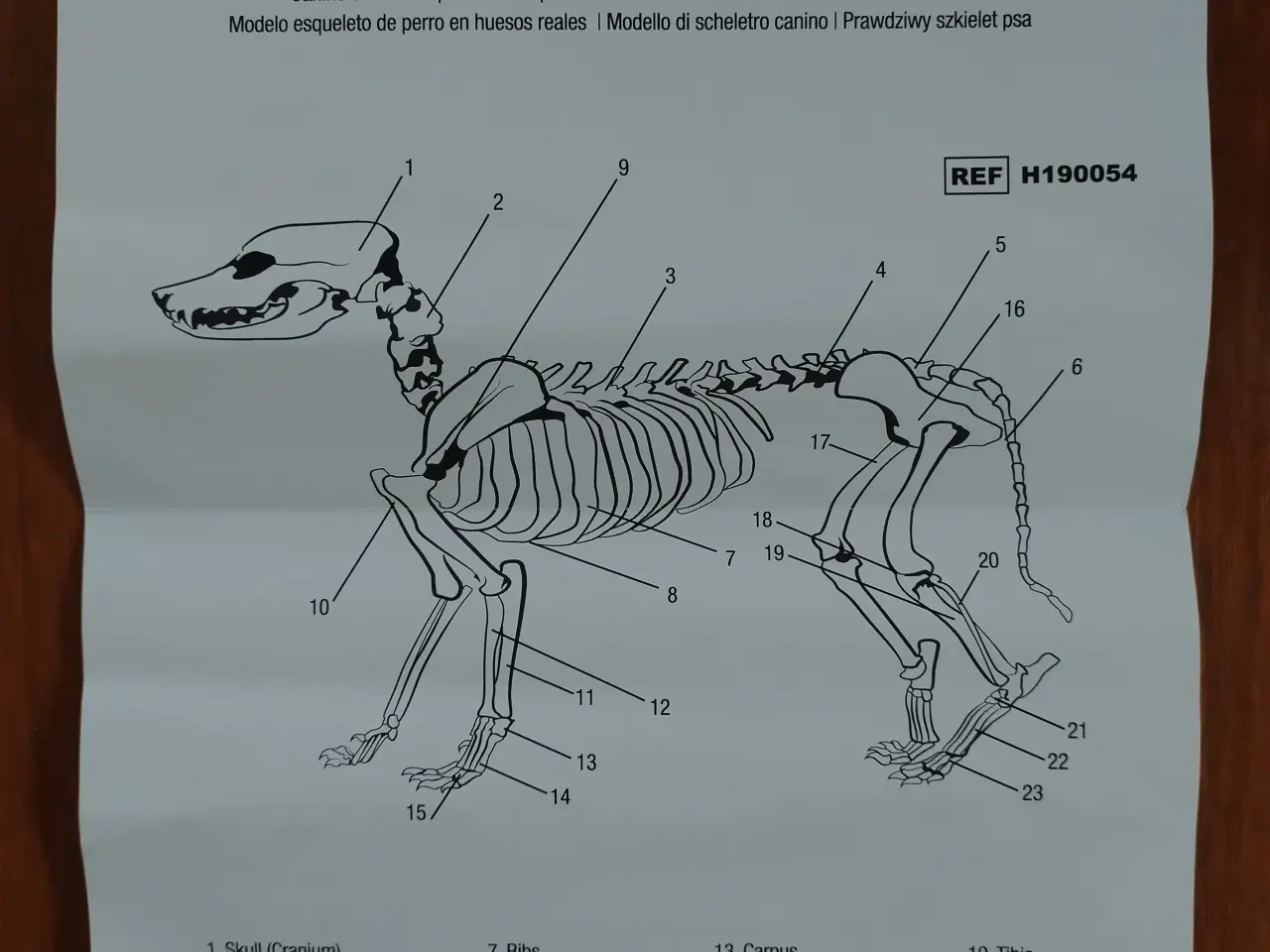 Billede 7 - Anatomimodel - hundeskelet