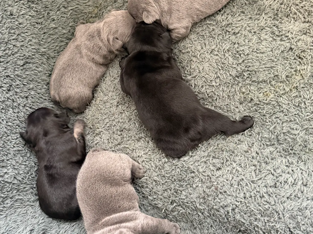 Billede 1 - 🐶 5 skønne franske bulldog hvalpe – Blue & sorte