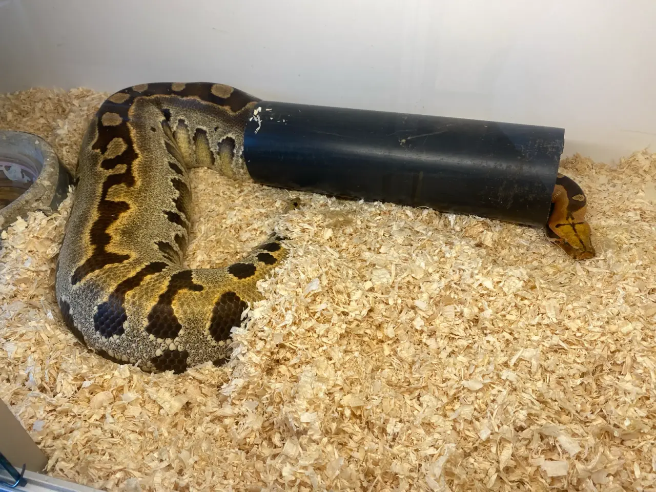 Billede 2 - Borneo Python 