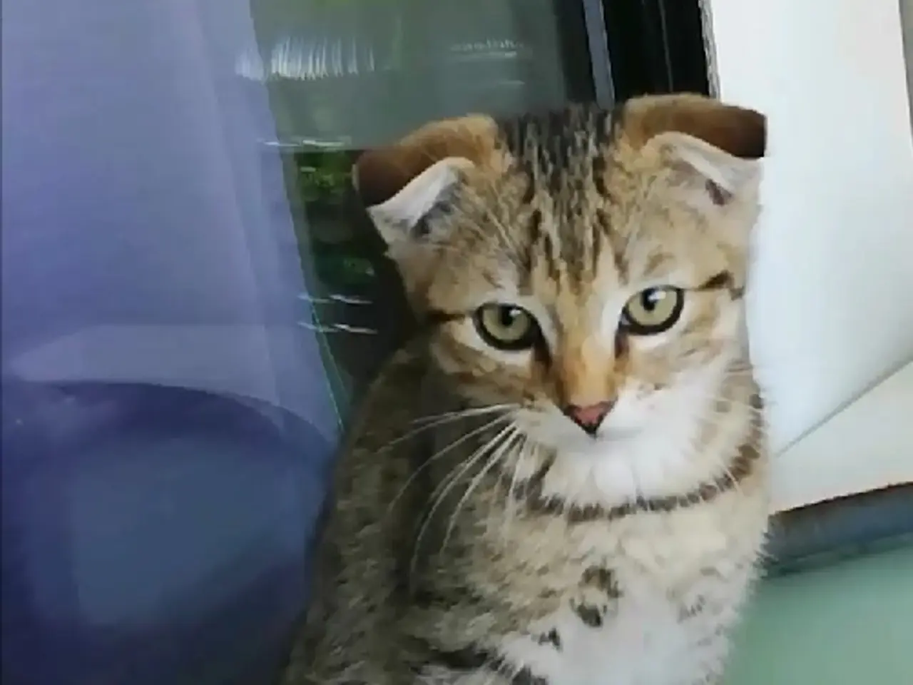 Billede 8 - Tiger – charmerende Scottish Fold han søger kærlig