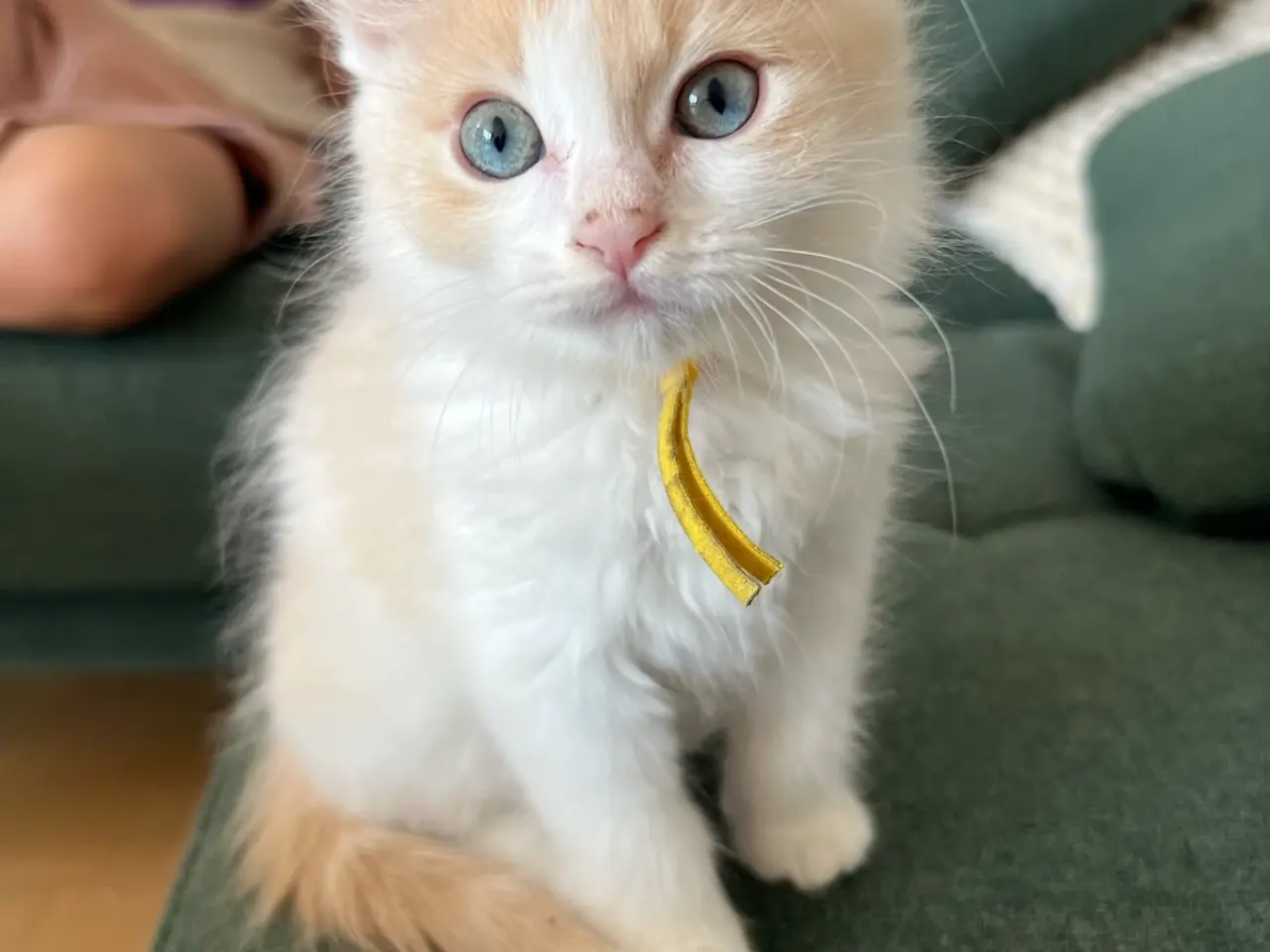 Billede 3 - Ragdoll/maine coon