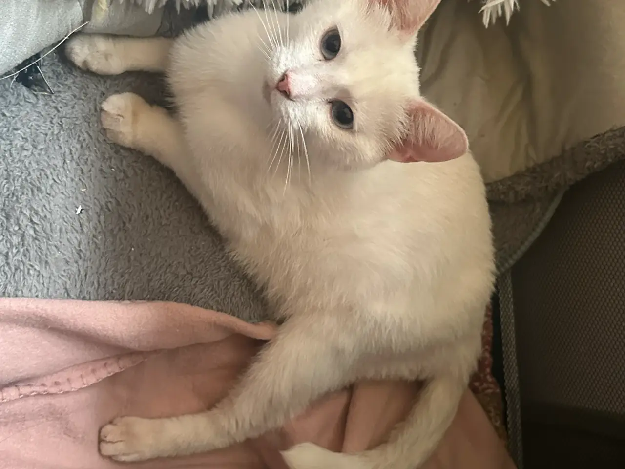 Billede 10 - Maine Coon mix 🤍