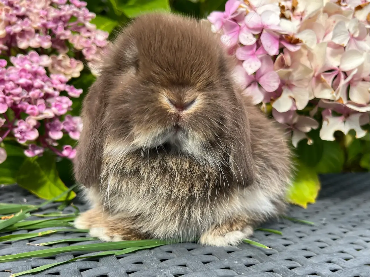 Billede 1 - Minilop unge 🐰