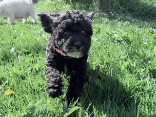 1 Maltipoo pige må rejse nu