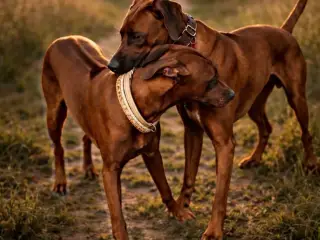 Rhodesian Ridgeback-hvalpe klar i maj