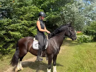 ✨smuk 6 års hoppe tilsalg✨