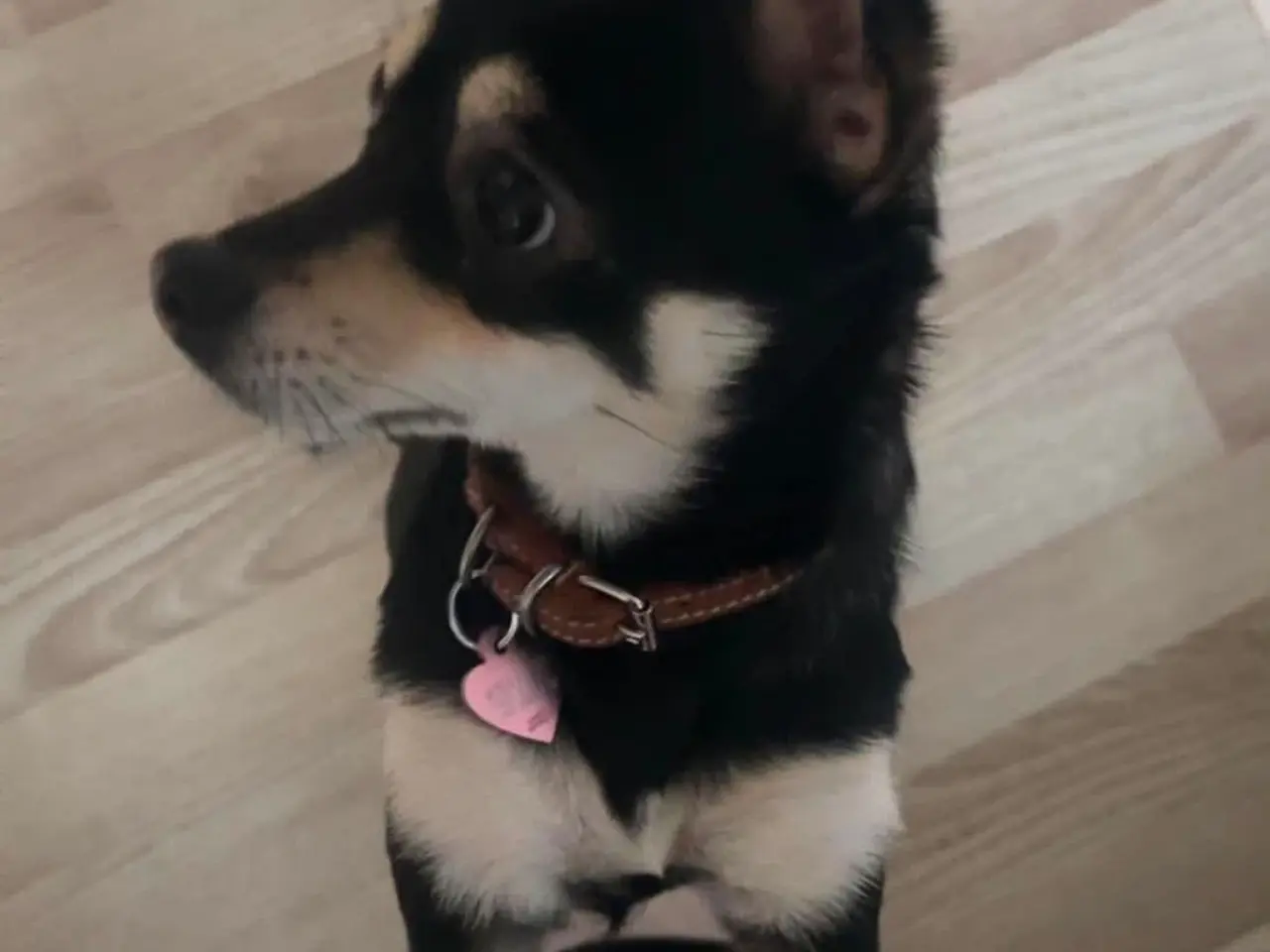 Billede 5 - Søde Ellie søger nyt hjem 🐾