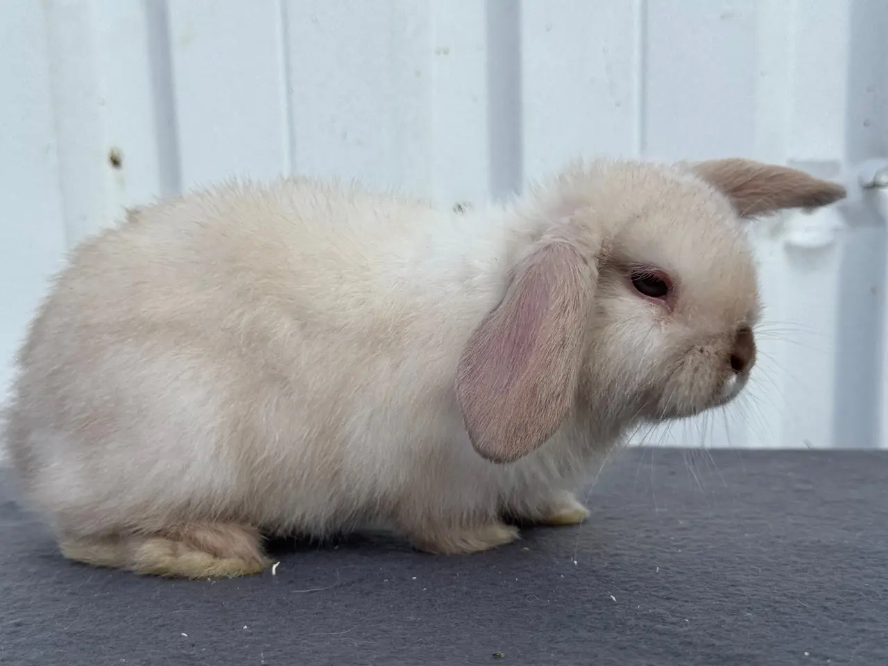 Billede 5 - Mini lop hunkanin