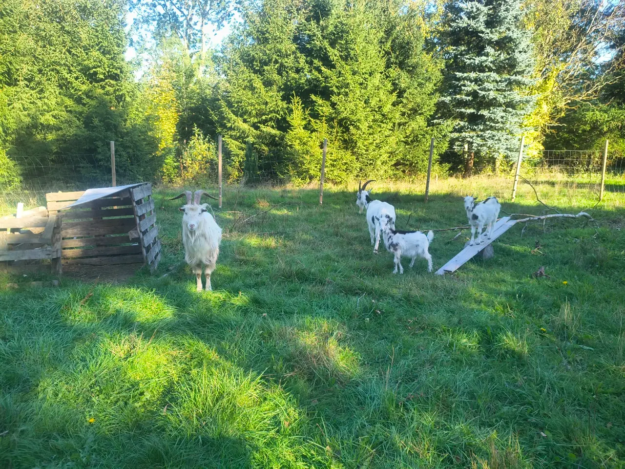Billede 4 - Dansk landrace flok