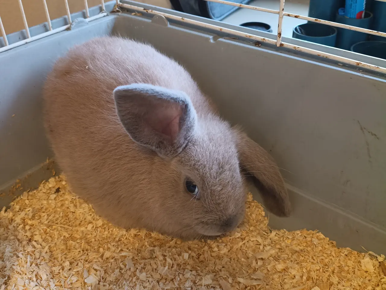 Billede 1 - Mini lop hun kanin sælges 