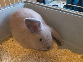 Mini lop hun kanin sælges 