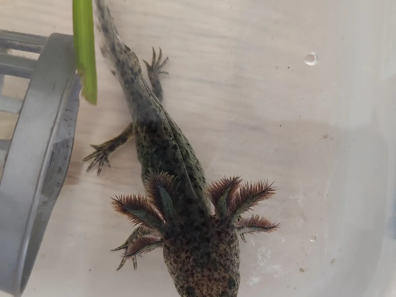 Billede 4 - Axolotl unger 
