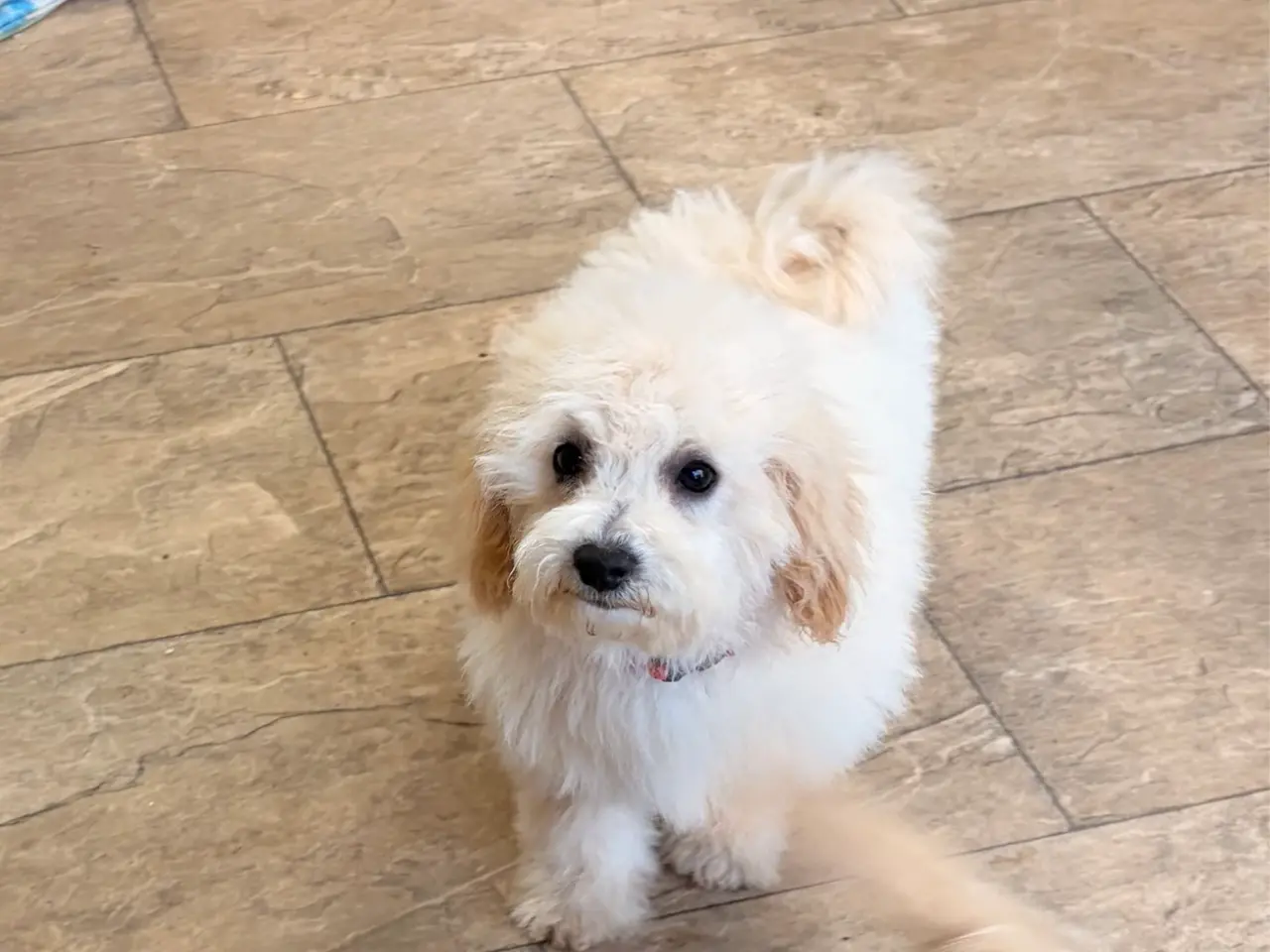 Billede 7 -  Maltipoo pige søde selma