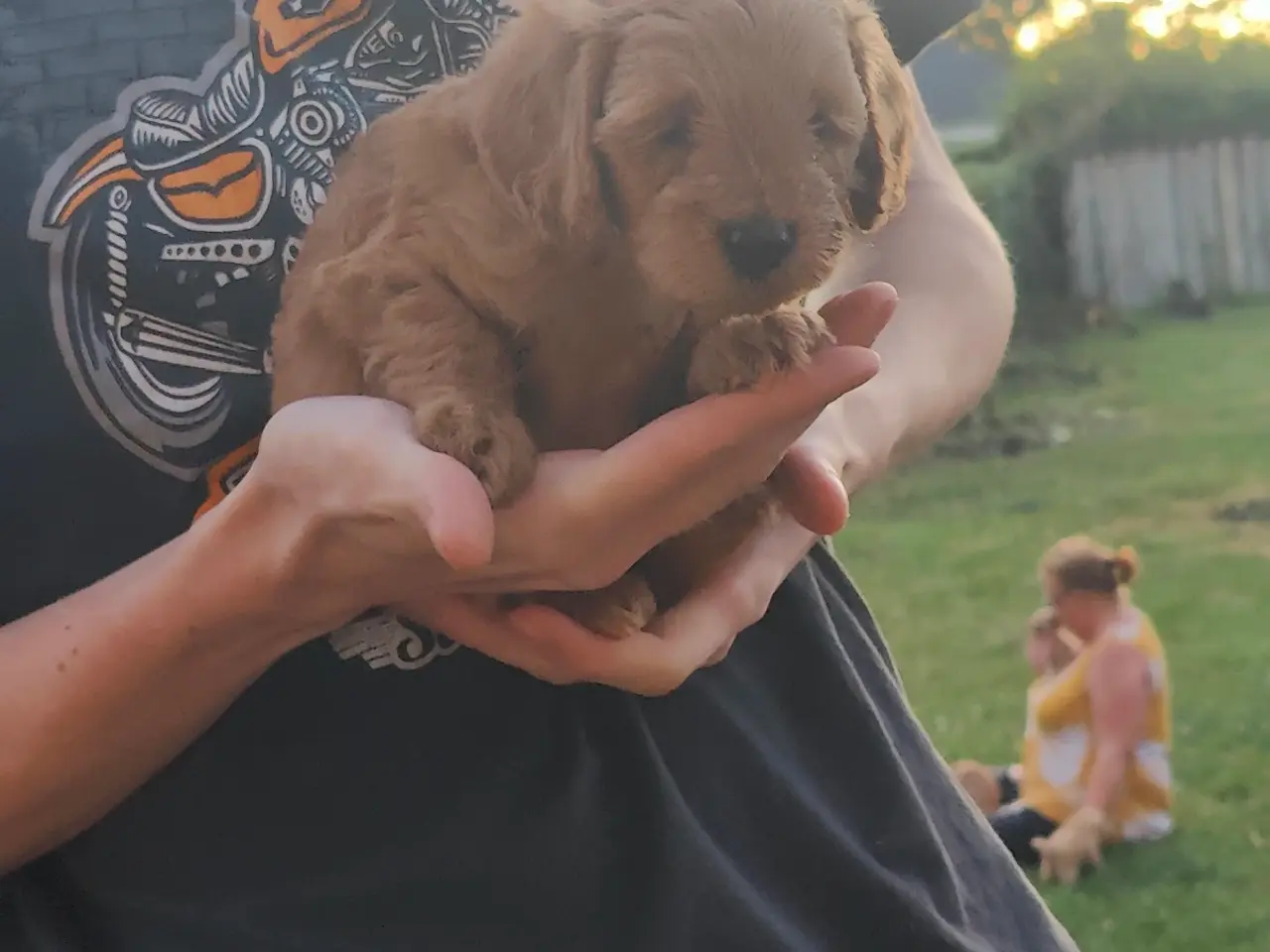 Billede 4 - F1 cavapoo hvalp