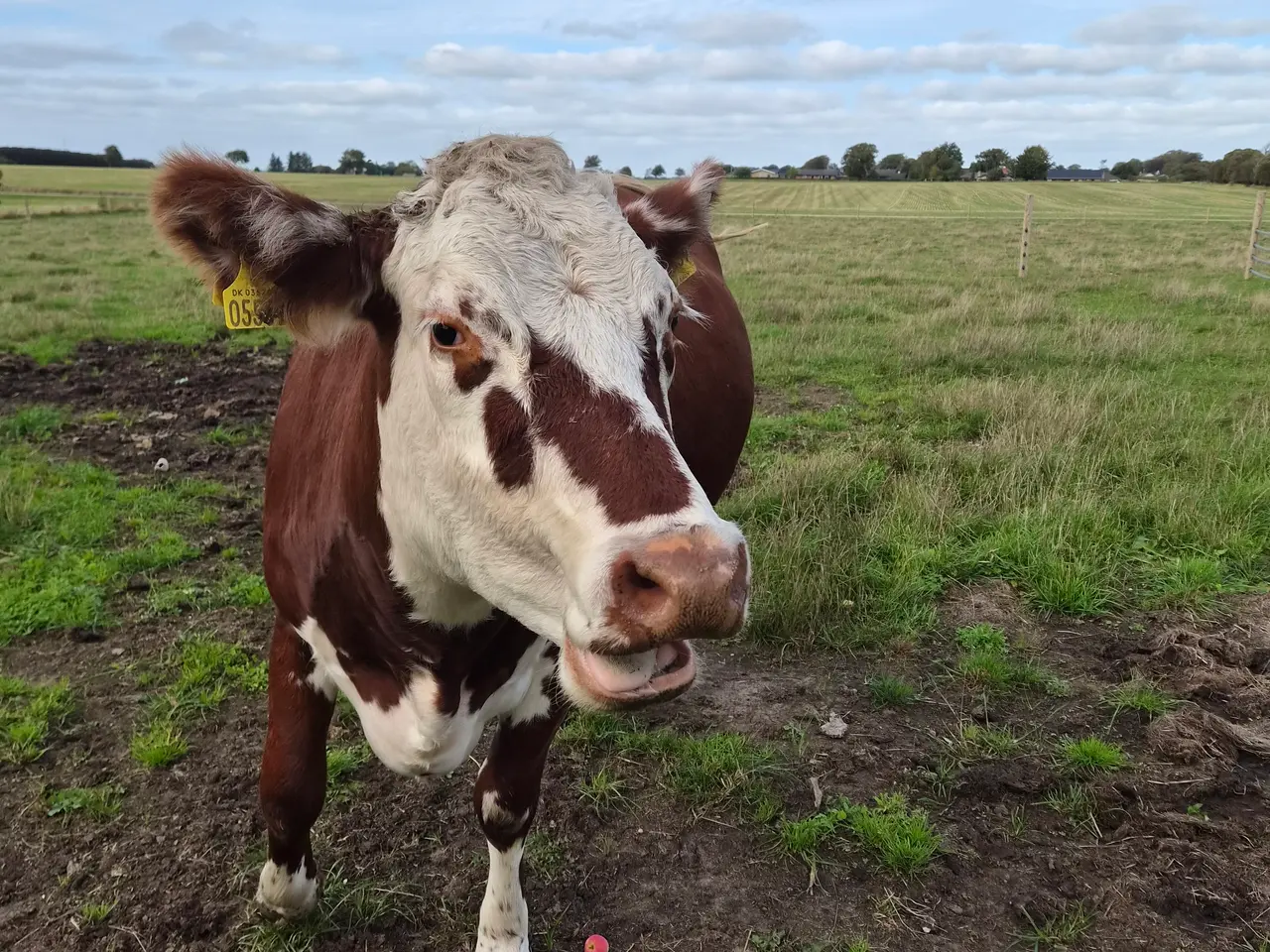Billede 4 - Hereford/RDM ko - 3 årig håndtam