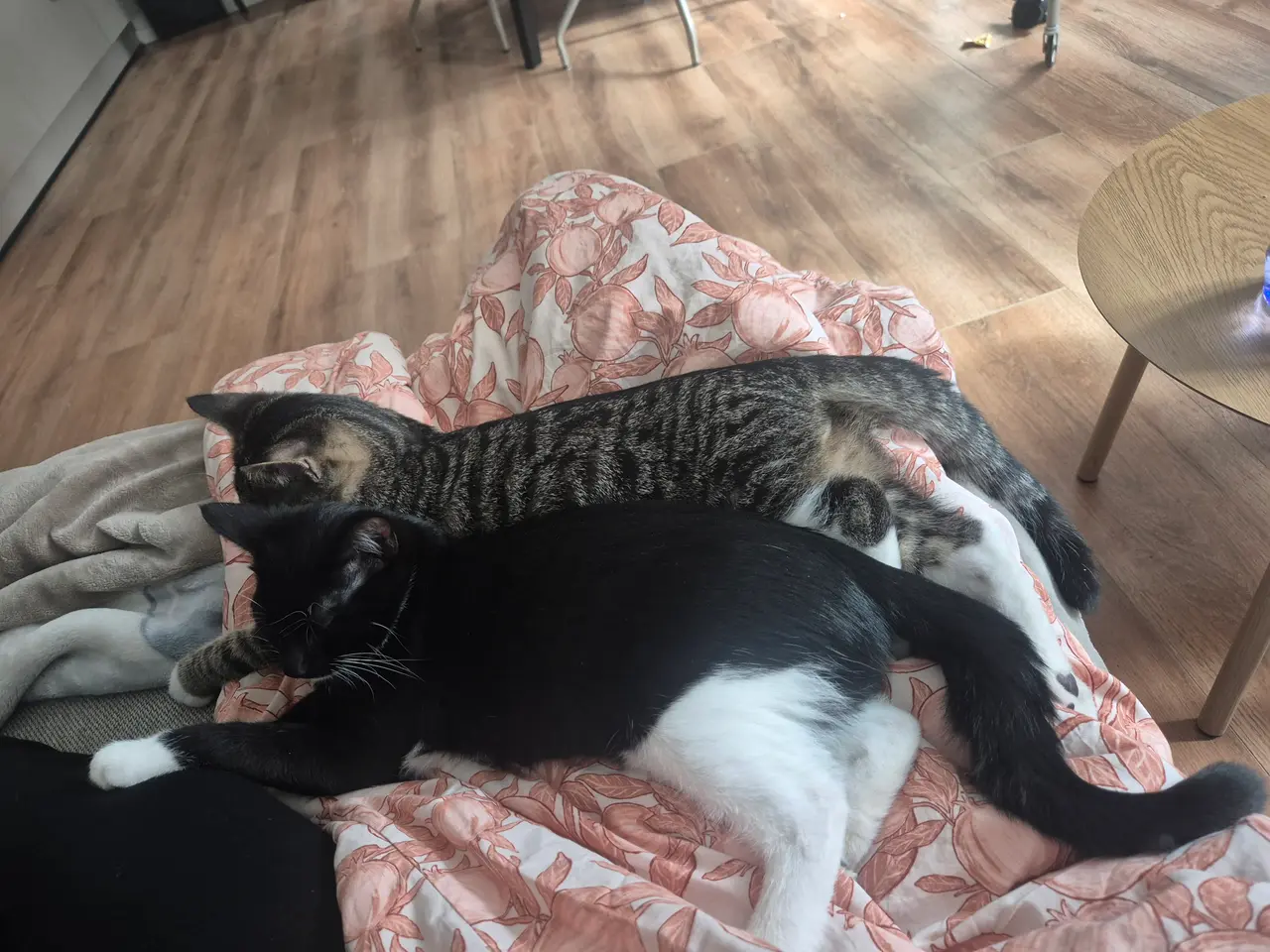 Billede 2 - Katte sælges 