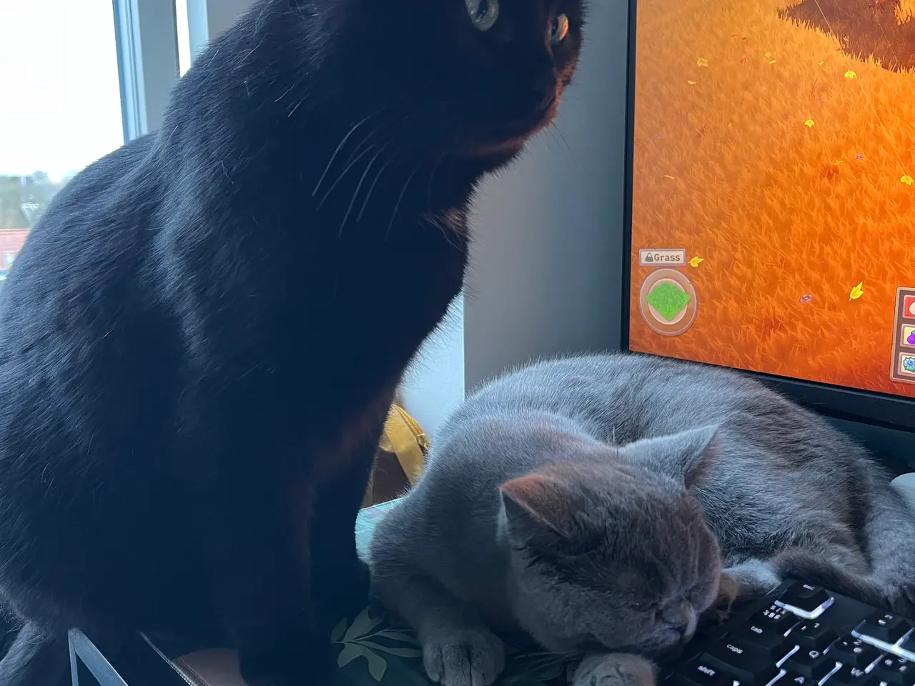 Billede 3 - British shorthair katte sælges