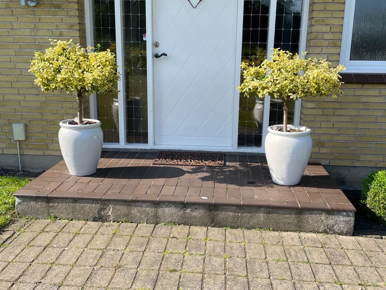 Billede 1 - To store grønne planter