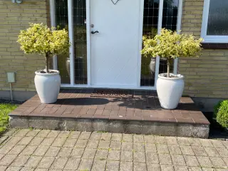 To store grønne planter