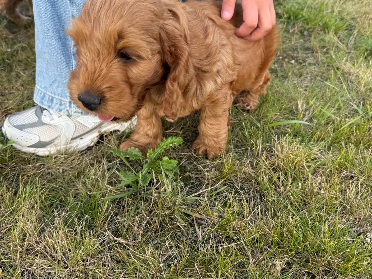 Billede 12 - 🐶❤️ 4 SKØNNE COCKERPOO-HVALPE SØGER KÆRLIGE HJEM