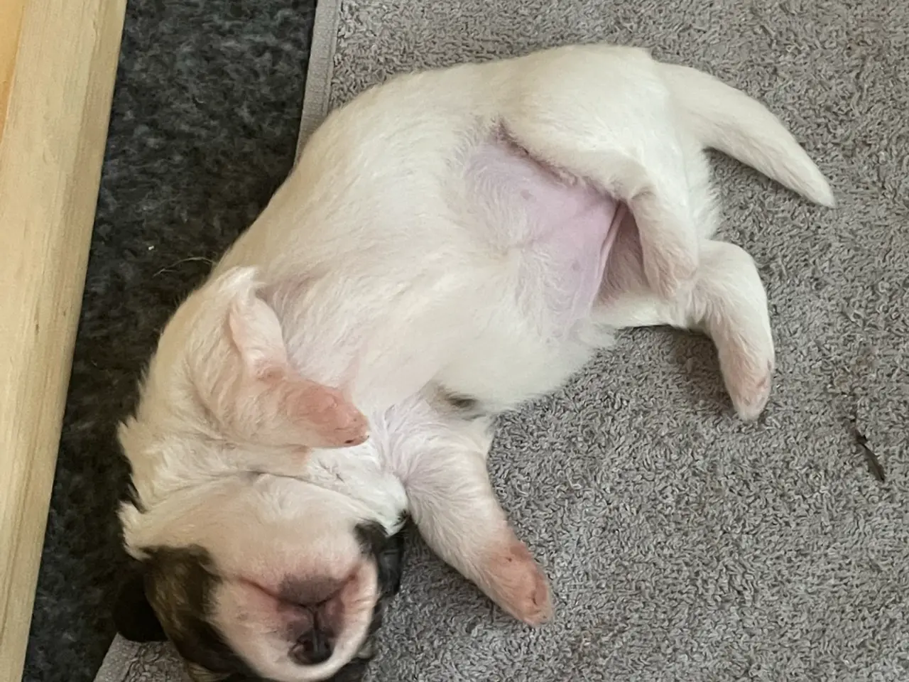 Billede 2 - Coton de Tulear hvalpe søger nyt hjem