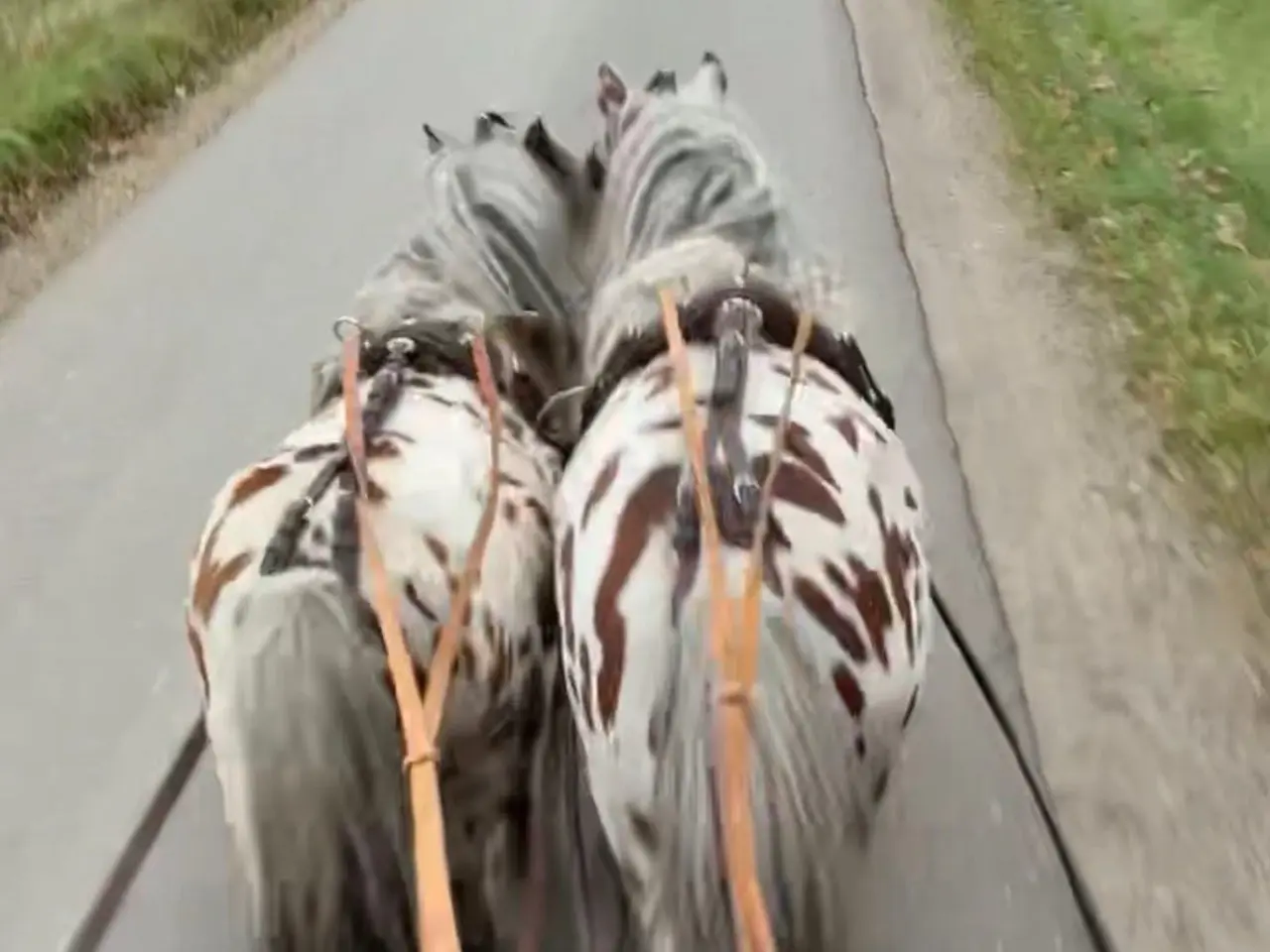 Billede 6 - Lille Knabstrupper Hingst