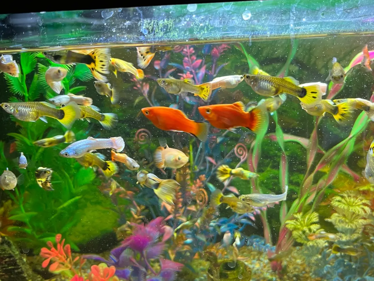 Billede 3 - Guppy mix Fisk unger 