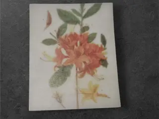 Papirark med levende blomster i orange og gul