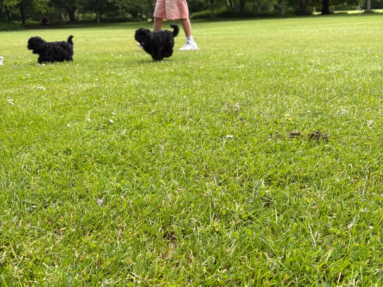 Billede 10 - 🐾 Shih-Poo hvalpe – klar til nye hjem🐾
