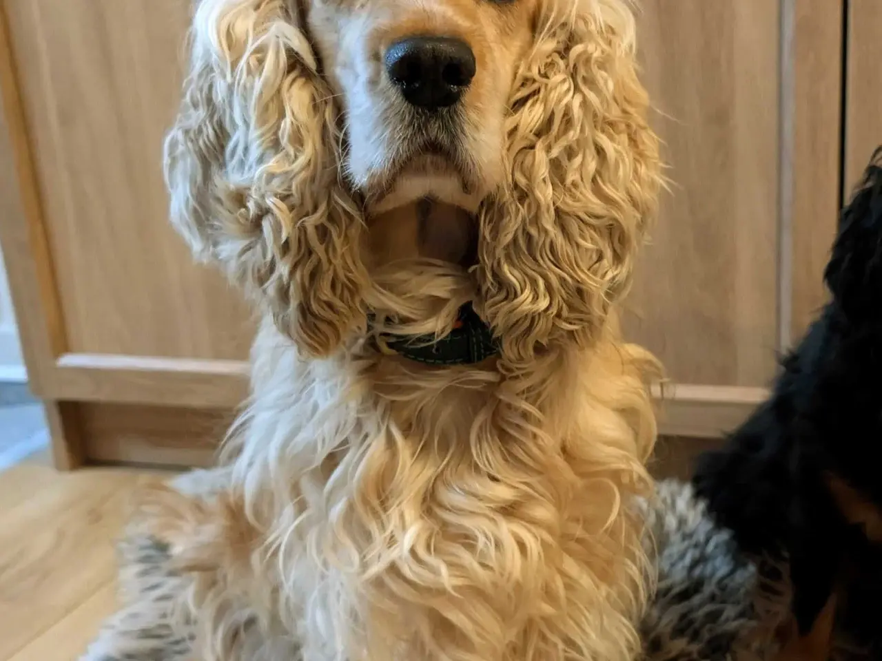 Billede 2 - Søger parring engelsk cocker spaniel
