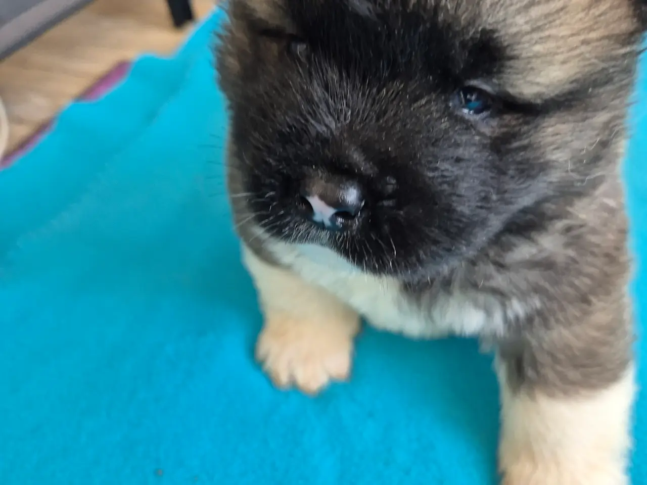Billede 5 - Hundehvalpe American Akita 💙💙💙🩷