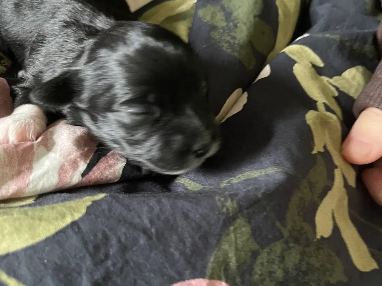 Billede 5 - 5 skønne Bichon Havanese hvalpe 🐶🥰