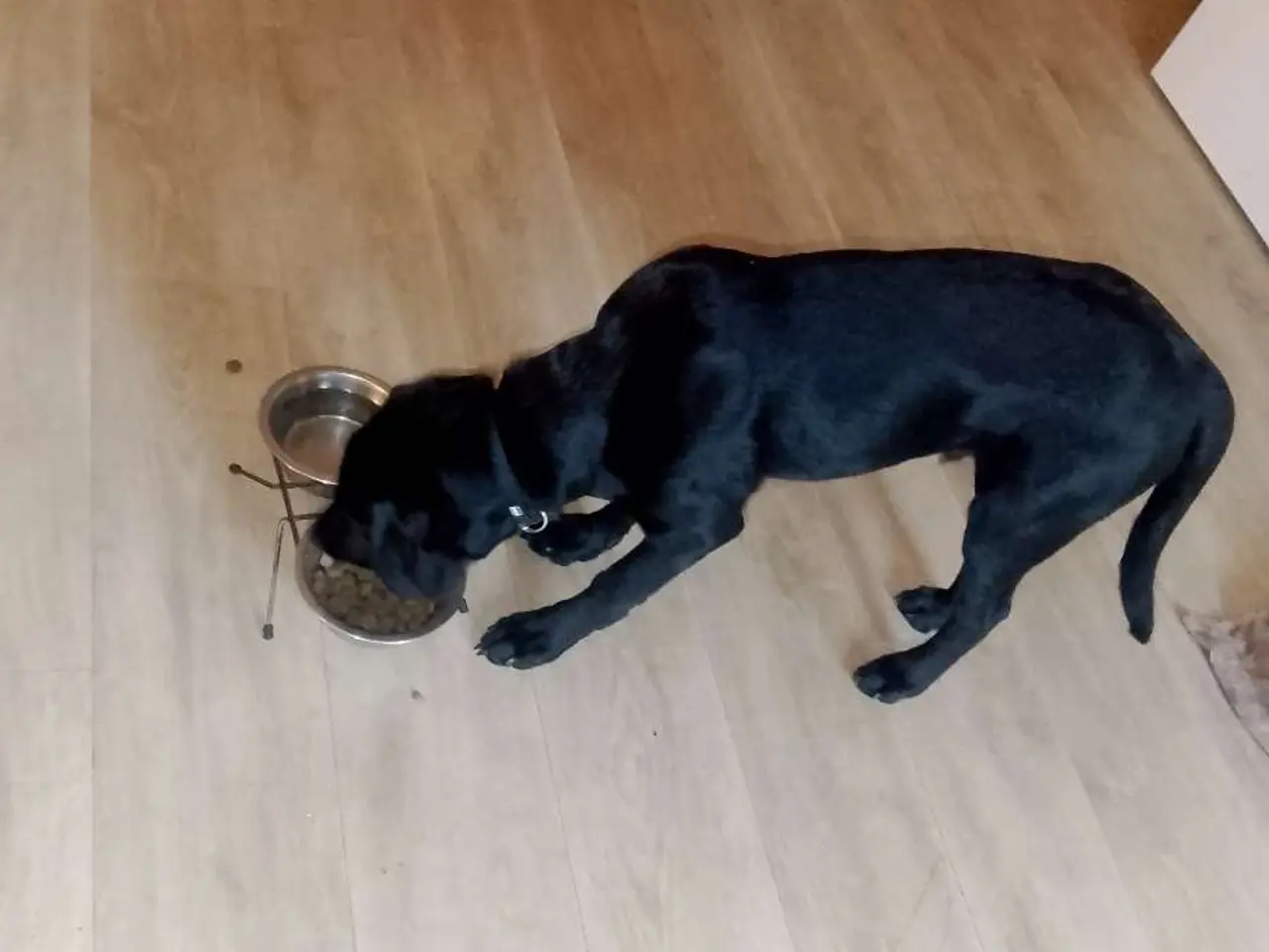 Billede 8 - Hund sælges