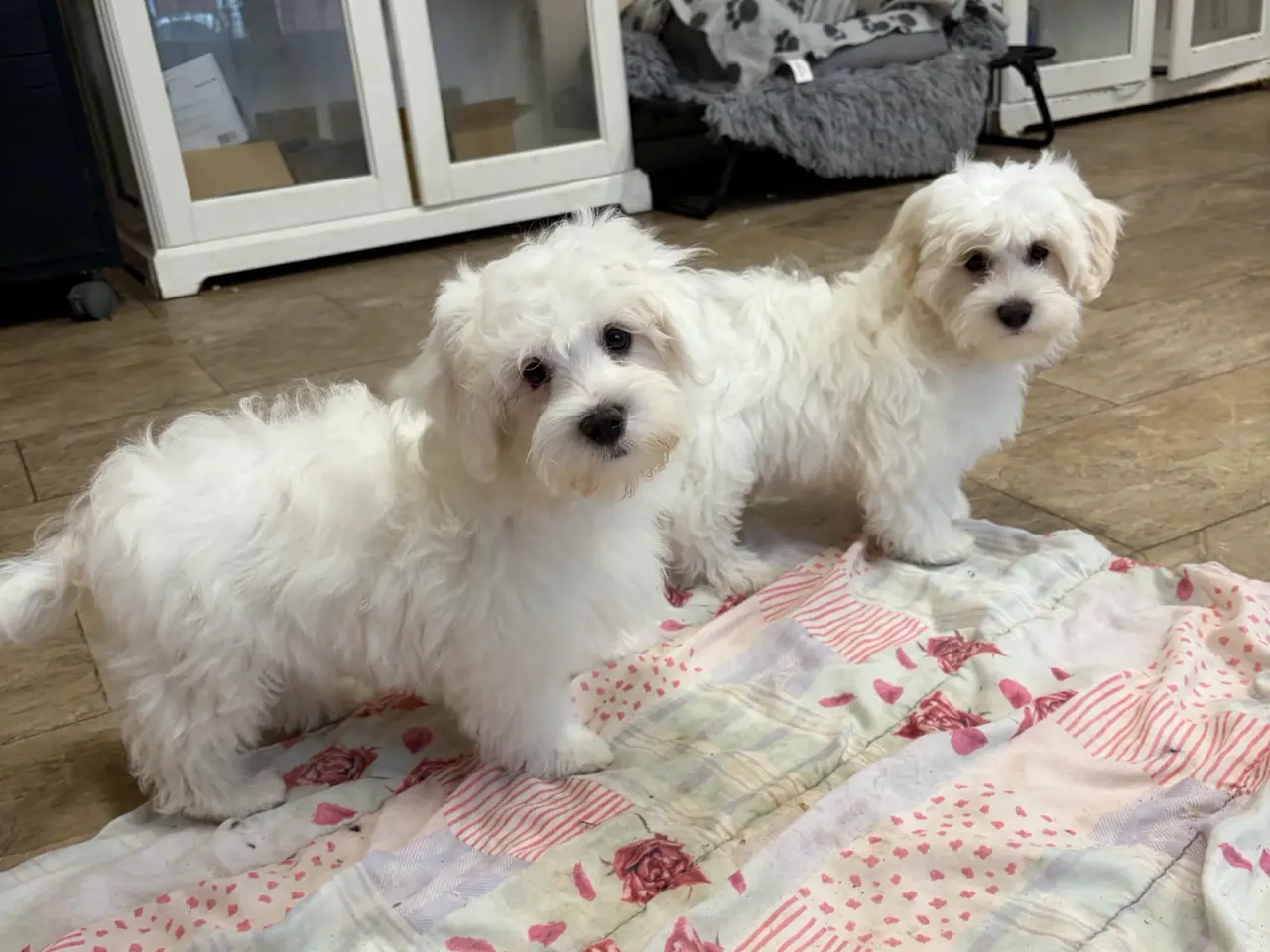 Billede 5 - 1 Maltipoo pige er rejse klar nu !