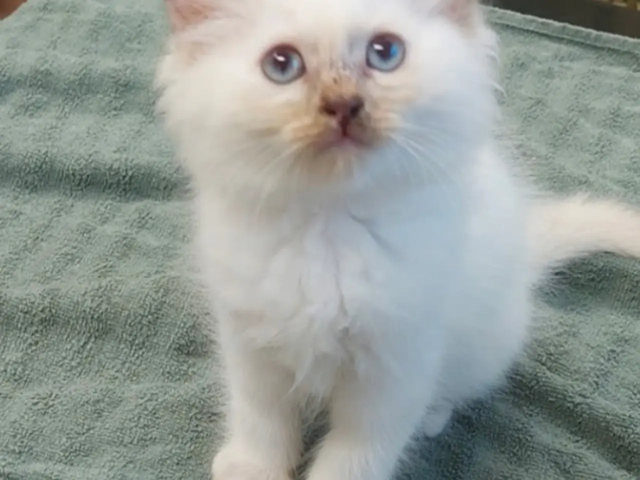 Billede 4 - Ragdoll / hellig birma