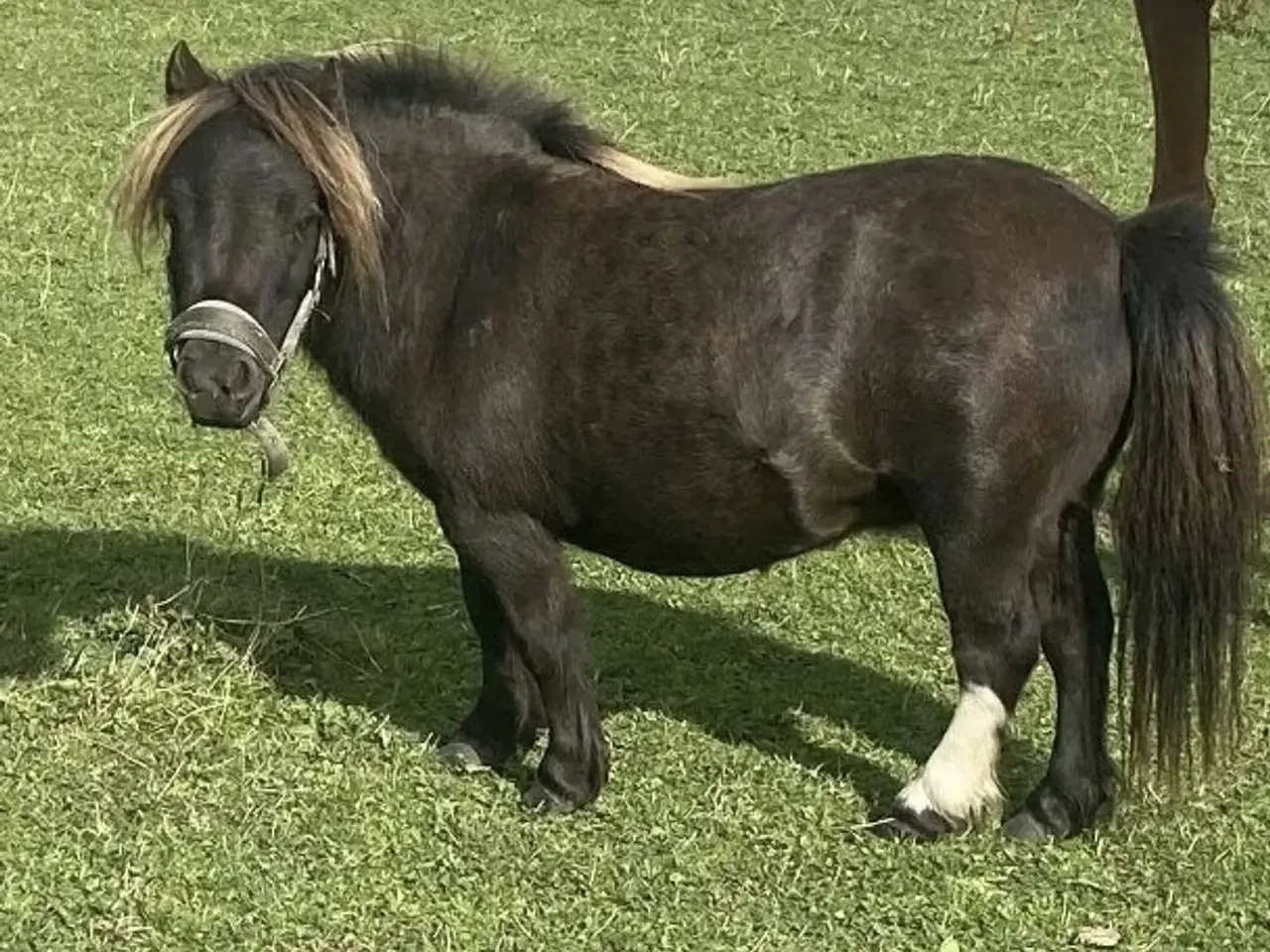 Billede 5 - Skønneste Ifolede Falabella miniature heste