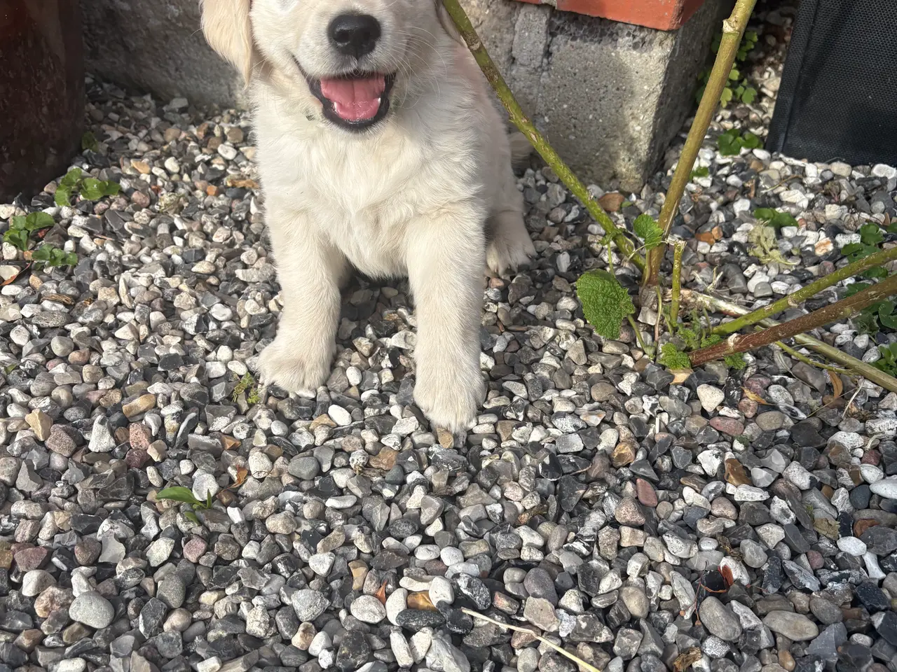 Billede 1 - Golden retriever hundehvalpe, 7 uger gamle