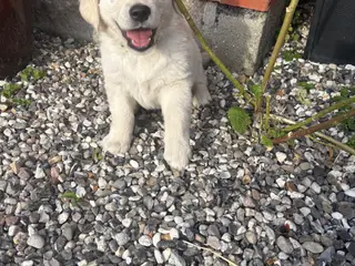 Golden retriever hundehvalpe, 7 uger gamle