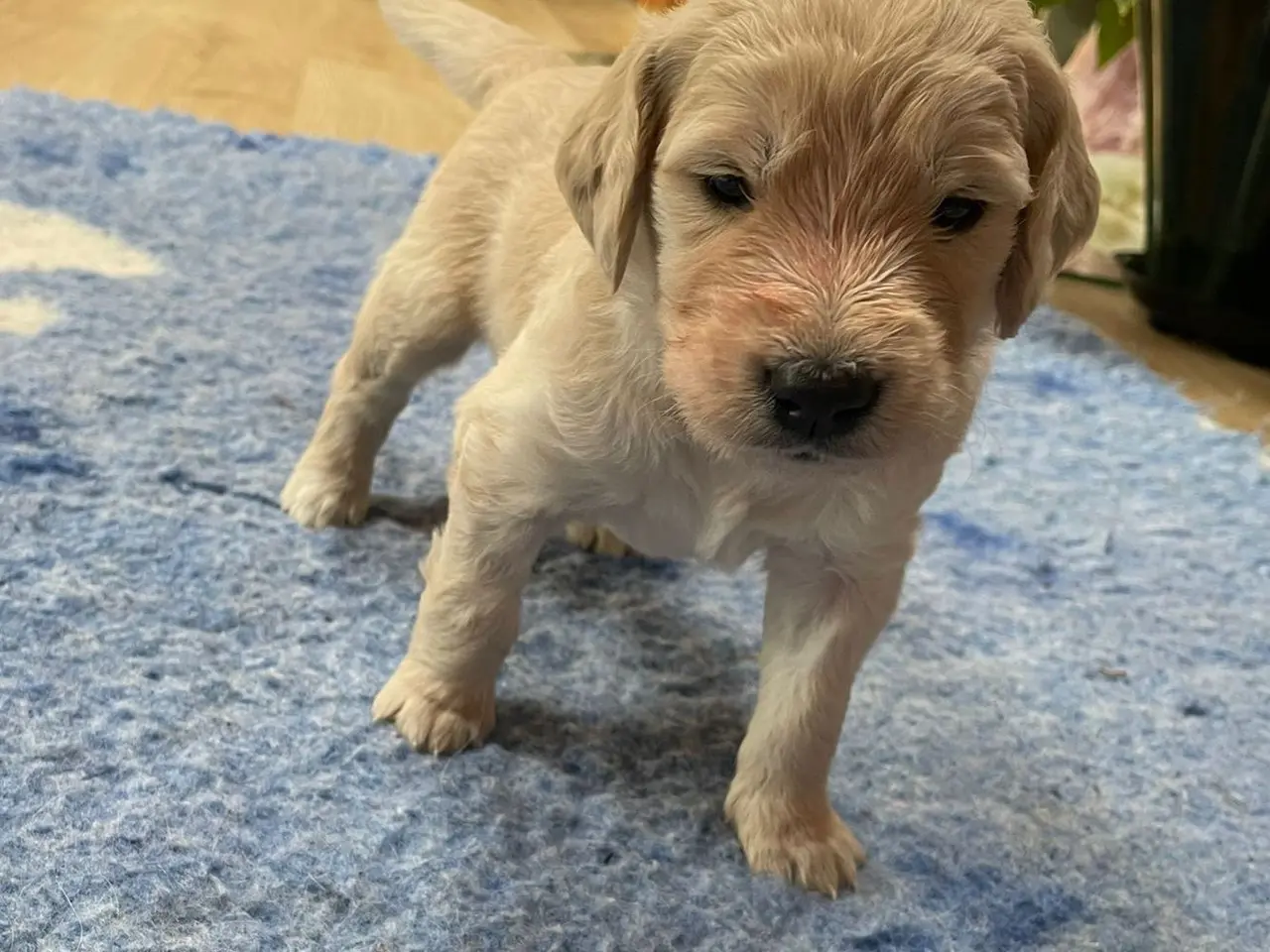 Billede 6 - Goldendoodles hvalpe NYE BILLEDER og PRIS