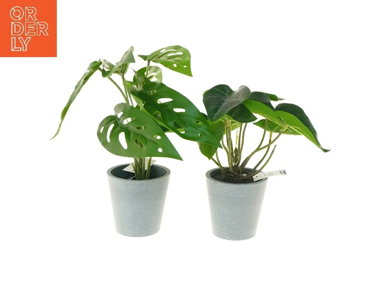 Billede 1 - Dekorative planter i grå potter fra Monstrea (str. 25 cm)