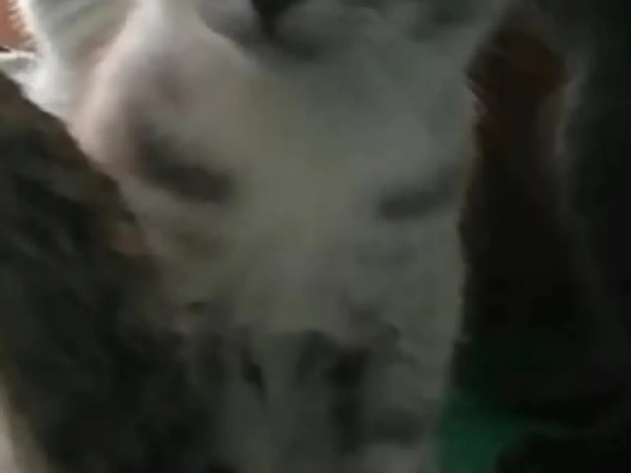 Billede 13 - Grey – en høflig og kærlig Scottish Fold han søger